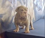 Small Photo #15 English Bulldog Puppy For Sale in ENCINO, CA, USA