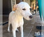 Small #5 Retriever  Mix