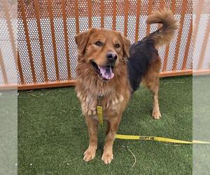 Golden Retriever-Unknown Mix Dogs for adoption in Las Vegas, NV, USA