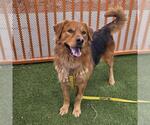 Small Golden Retriever Mix