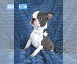 Boston Terrier Puppy for sale in MINERAL WELLS, WV, USA