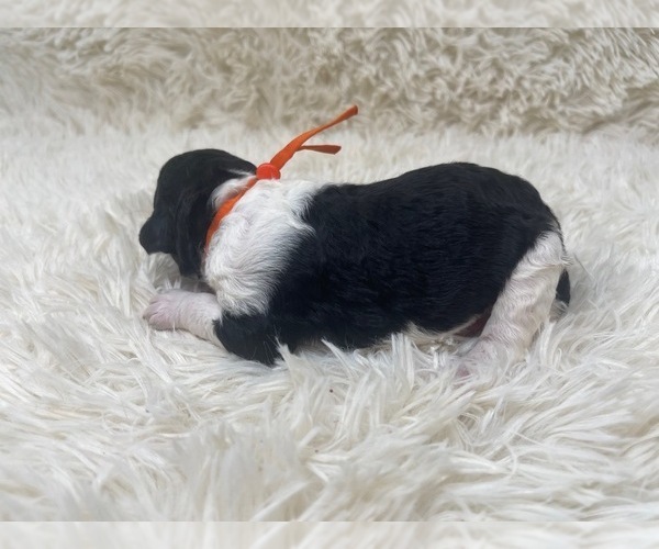 Medium Photo #15 Goldendoodle Puppy For Sale in PIERSON, FL, USA