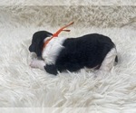 Small Photo #15 Goldendoodle Puppy For Sale in PIERSON, FL, USA