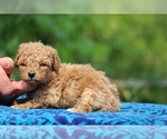 Small #4 Poodle (Toy)