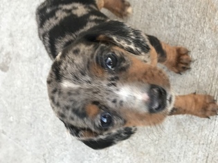 Dachshund Puppy for sale in HUMBOLDT, KS, USA