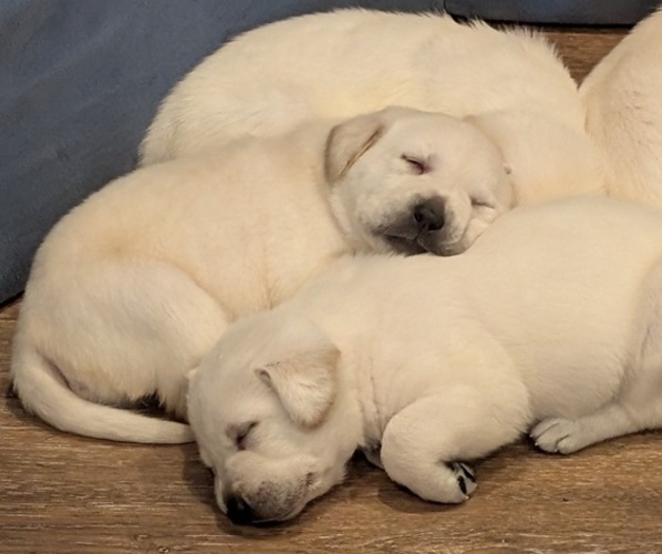 Medium Photo #6 Labrador Retriever Puppy For Sale in FORT LUPTON, CO, USA