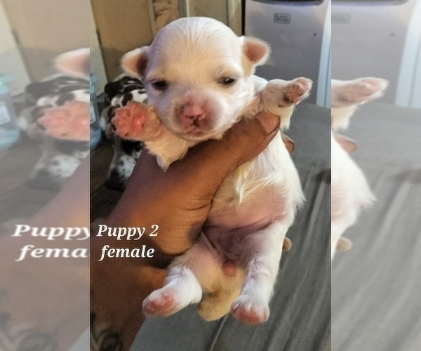 Medium Photo #5 Maltese Puppy For Sale in CLEARWATER, FL, USA