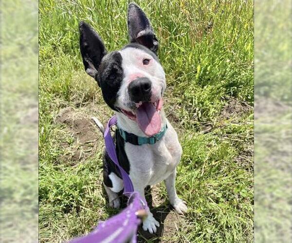 Medium Photo #3 American Pit Bull Terrier-Unknown Mix Puppy For Sale in McKinleyville, CA, USA