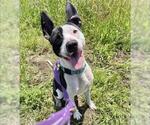 Small #2 American Pit Bull Terrier Mix