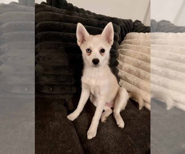 Medium Photo #228 Pomsky Puppy For Sale in LOVELAND, CO, USA