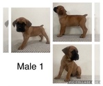 Small #1 Cane Corso