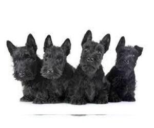 Scottish Terrier Puppy for sale in WHITEWOOD, SD, USA