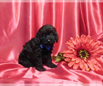 Small Photo #4 Poodle (Toy) Puppy For Sale in OSCEOLA, MO, USA