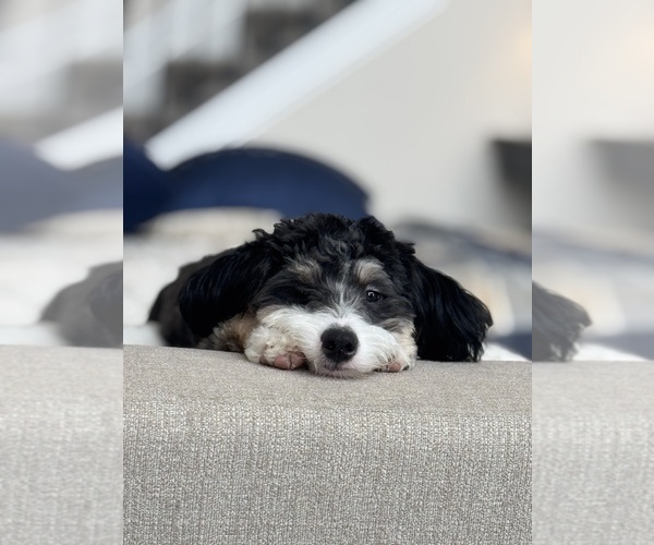 Medium Photo #3 Bernedoodle (Miniature) (+ Poodle Miniature) Puppy For Sale in WESTERVILLE, OH, USA