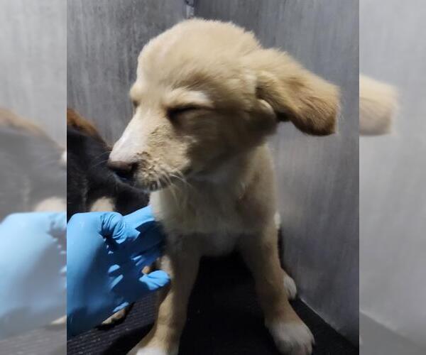 Medium Photo #1 Labrador Retriever-Unknown Mix Puppy For Sale in San Antonio, TX, USA