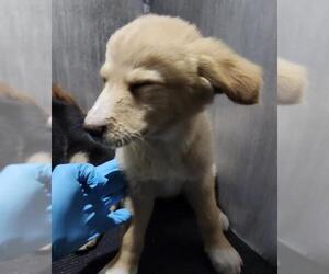 Labrador Retriever-Unknown Mix Dogs for adoption in San Antonio, TX, USA