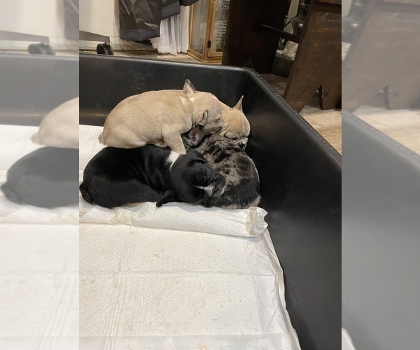 Medium Photo #23 French Bulldog Puppy For Sale in HOPE MILLS, NC, USA