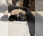 Small Photo #23 French Bulldog Puppy For Sale in HOPE MILLS, NC, USA