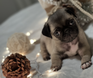 Pug Puppy for sale in AUSTIN, TX, USA