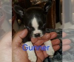 Puppy Gunner Boston Terrier