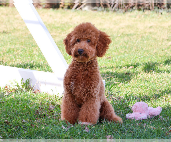 Medium Photo #11 Goldendoodle Puppy For Sale in SYRACUSE, IN, USA
