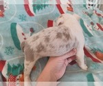Small Photo #5 Boston Terrier Puppy For Sale in ANNISTON, AL, USA