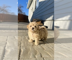 Maltipoo (Miniature) Puppy for sale in MOSES LAKE, WA, USA