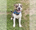 Small #1 American Staffordshire Terrier Mix