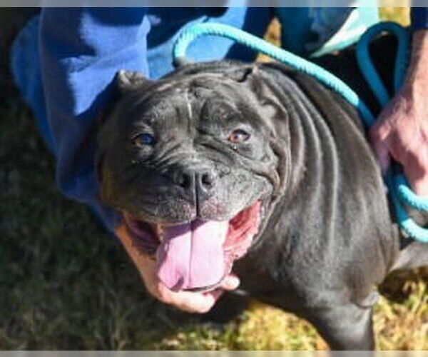Medium Photo #2 American Bulldog Puppy For Sale in Glen Allen, VA, USA