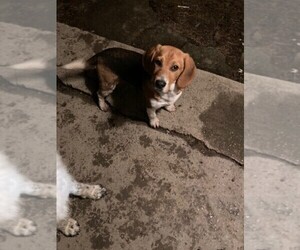 Beagle Puppy for sale in STEWARDSON, IL, USA