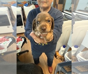 Dachshund Puppy for sale in ASHLAND, NE, USA