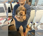 Small Dachshund