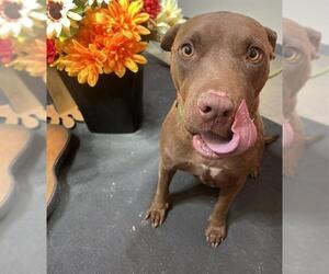 American Pit Bull Terrier Dogs for adoption in Globe, AZ, USA