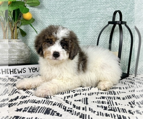 Medium Photo #5 Miniature Bernedoodle Puppy For Sale in FRANKLIN, IN, USA