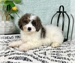 Small #4 Miniature Bernedoodle