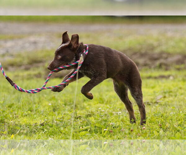Medium Photo #2 Mutt Puppy For Sale in Garden City, NY, USA