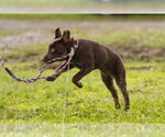 Small #1 Mutt