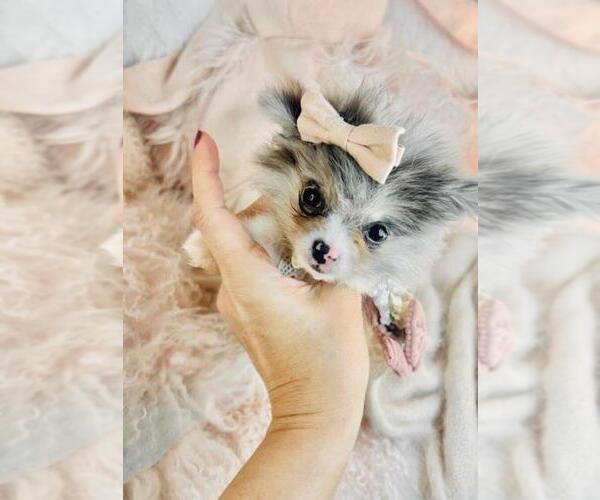 Medium Photo #12 Pomeranian Puppy For Sale in TAMPA, FL, USA