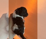 Small #10 Poodle (Standard)