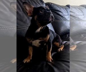 French Bulldog Dog for Adoption in BOCA RATON, Florida USA