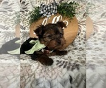 Small Photo #9 Yorkshire Terrier Puppy For Sale in BARNETT, MO, USA