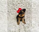 Small #1 Yorkshire Terrier