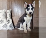Small Photo #2 Siberian Husky Puppy For Sale in ELKHART, IN, USA