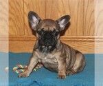 Small Photo #1 French Bulldog Puppy For Sale in HOLTWOOD, PA, USA