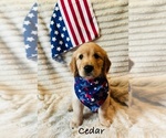 Puppy 4 Golden Retriever