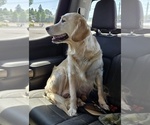 Small Photo #1 Golden Retriever Puppy For Sale in EUGENE, OR, USA