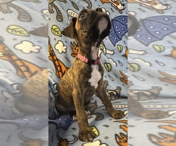 Medium Photo #12 Boxer Puppy For Sale in LANSING, MI, USA