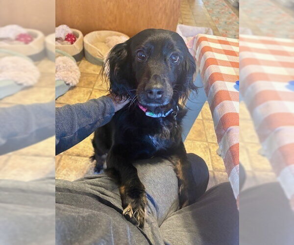 Medium Photo #1 Colonial Cocker Spaniel-Unknown Mix Puppy For Sale in Elmsford, NY, USA