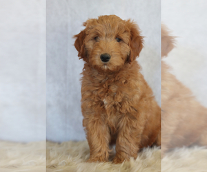 Goldendoodle (Miniature) Puppy for sale in ITASCA, TX, USA