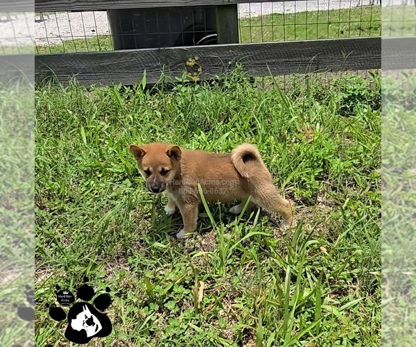 Medium Photo #1 Shiba Inu Puppy For Sale in LAKELAND, FL, USA